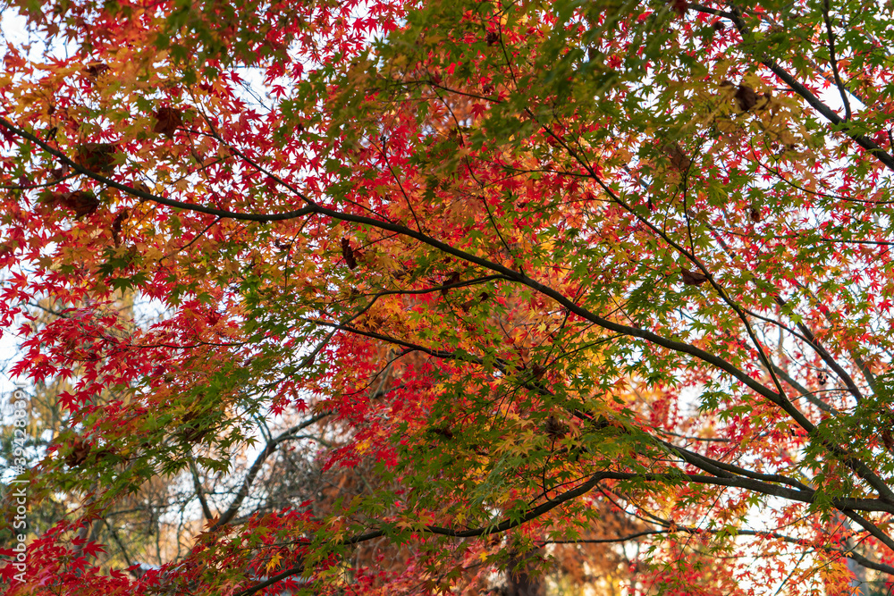 Baum Blätter im Herbst