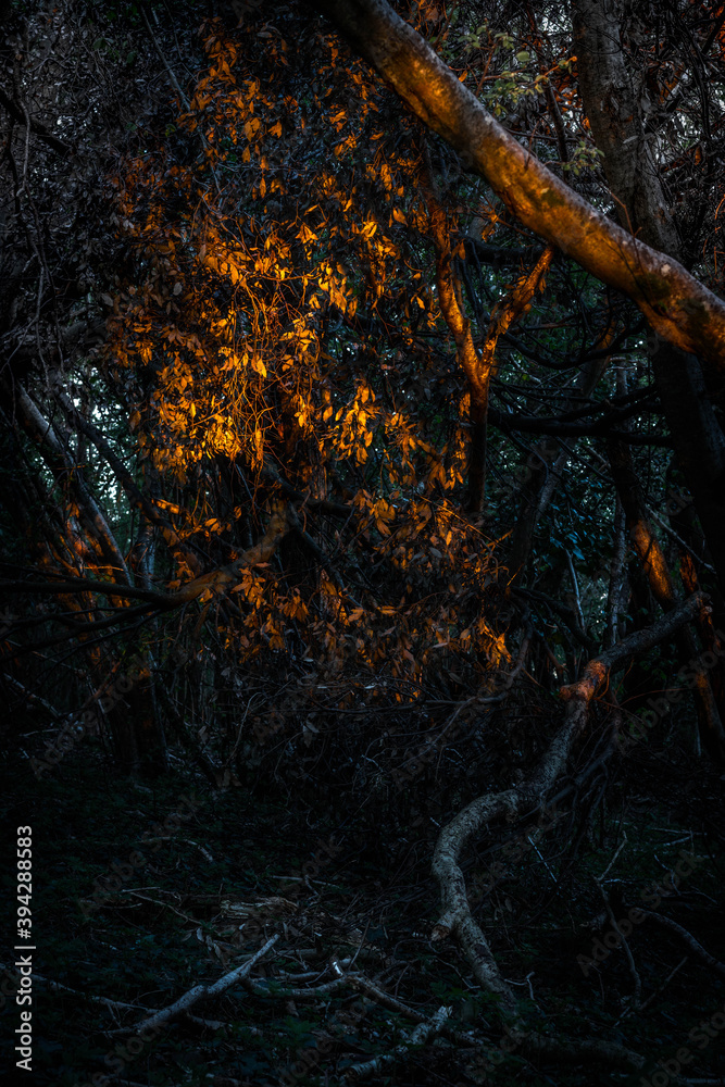 Bright Orange Light in a Dark Woodland