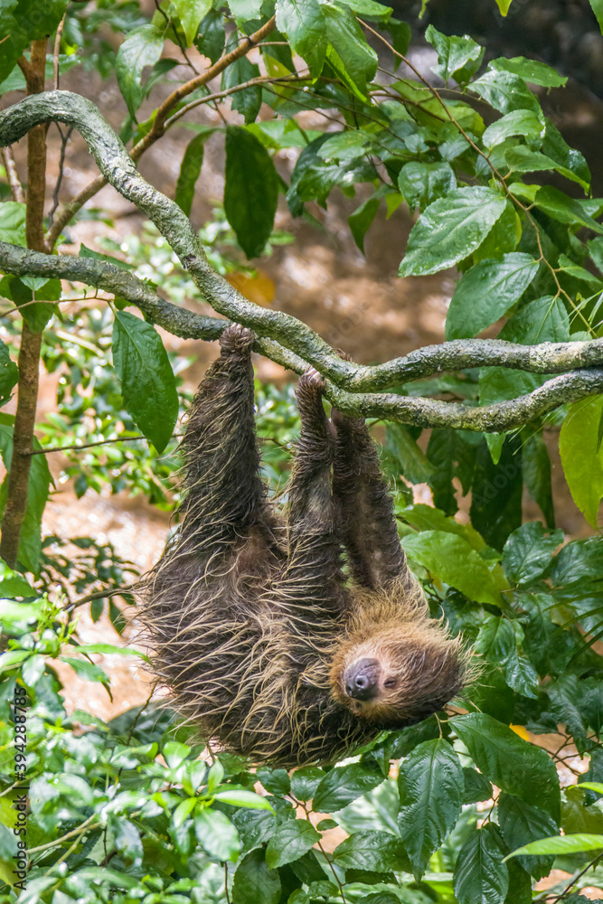 Obraz premium A sleeping Hoffmann's two-toed sloth (Choloepus hoffmanni). A species of sloth from South America, have longer hair, bigger eyes, and their back and front legs are more equal in length.