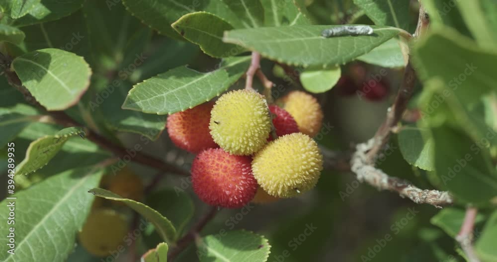Fruits of the strawberry tree from Mljet island, Croatia