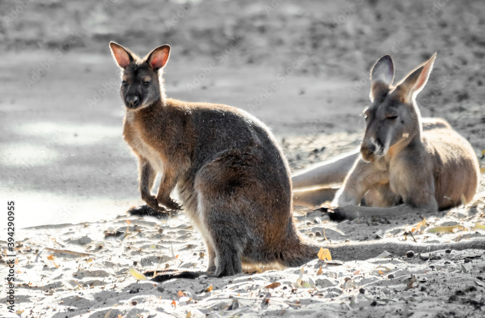 Fototapeta premium kangaroos in israel zoo