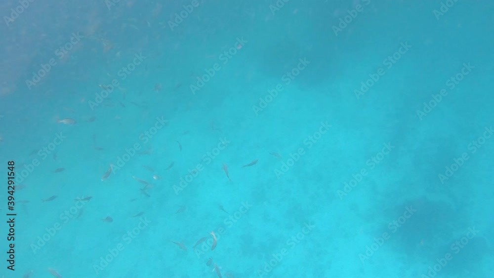 While snorkeling or diving, a group of fish is spotted swimming in the clear ocean of the Galapagos islands. Rocks and algae are seen on the bottom of the sea.