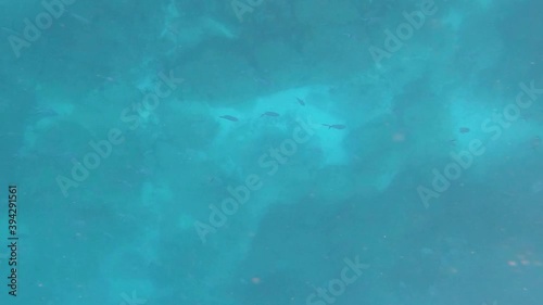 Wallpaper Mural A group of fish is floating and swimming in the deep blue ocean of the Galapagos islands. Rocks and algae are seen in the bottom of the sea. Torontodigital.ca