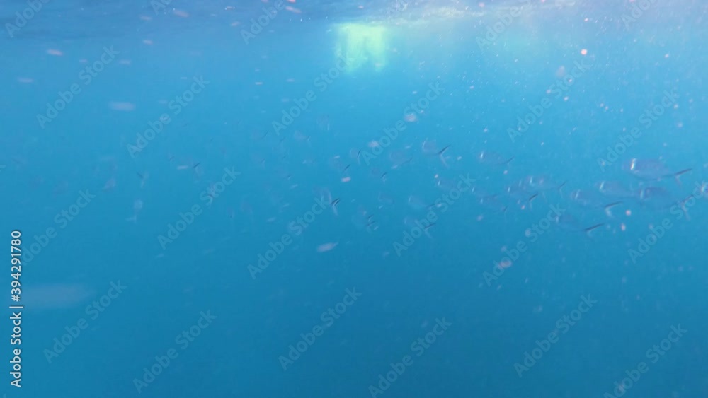 A bank of fish is passing by while snorkeling or diving in the clear, deep blue ocean of the Galapagos islands. A bank of fish is passing by while snorkeling or diving in the clear, deep blue ocean of the Galapagos islands.