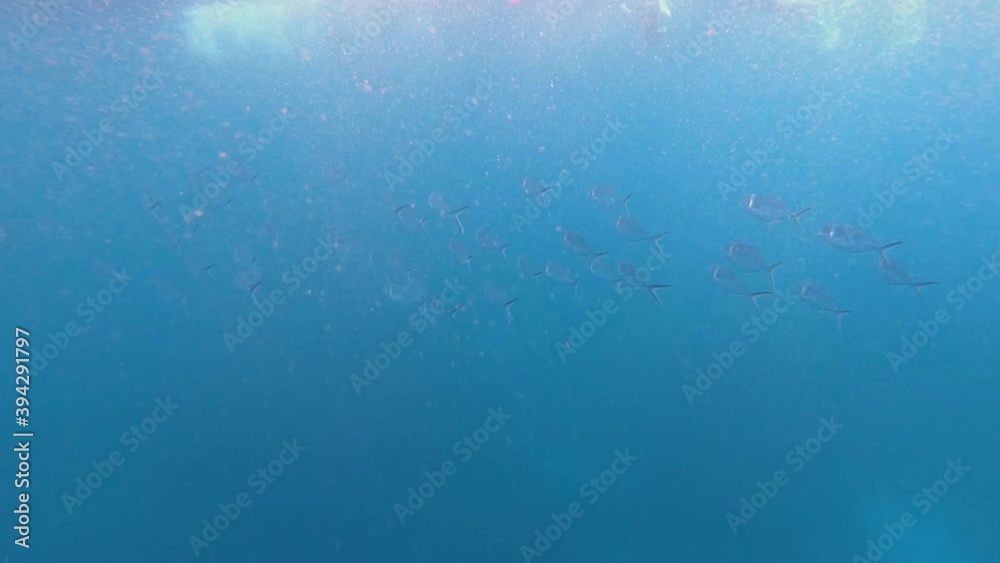 While snorkeling in the clear, deep, blue ocean of the Galapagos islands a group of fish is seen swimming and passing by in front near the surface.