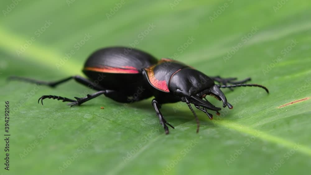 Large Ground Beetle, Mouhotia batesi; found on a wide leaf resting and suddenly moves its mandibles, antennae, and hind right leg as seen in the jungle in Thailand. Large Ground Beetle, Mouhotia batesi; found on a wide leaf resting and suddenly moves its mandibles, antennae, and hind right leg as seen in the jungle in Thailand.