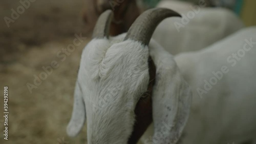 Closeup Image Of White And Brown Boer Goat With Curved Horns In Coaticook Rural Farm In Quebec, Canada - Slow Motion photo