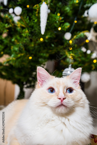 Portrait of light ginger white ragdoll tomcat by the Christmas tree