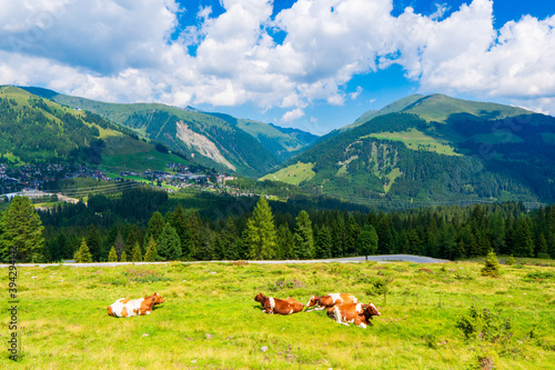 Mountain valley with cows in village landscape in Zillertal Alps . Mountain green valley village view austria near gerlos