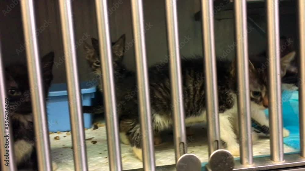 Little kittens in a cage of a shelter for homeless animals Little kittens in a cage of a shelter for homeless animals