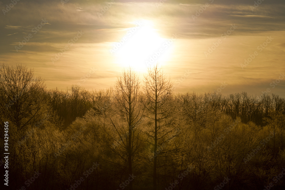 Naklejka premium 霧氷