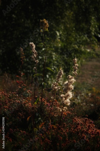 Elegant Wild Flowers and Weeds - Bristol, UK