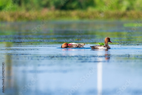  Ducks playing in a beautiful swamp in Thailand