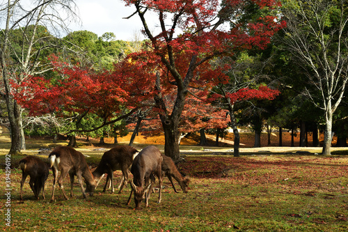 奈良東大寺紅葉と鹿