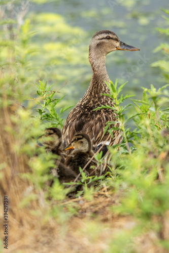 duck on the grass