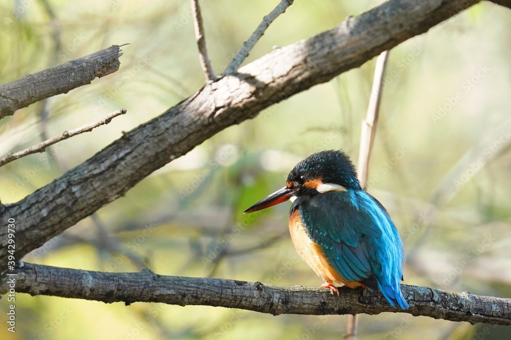 Fototapeta premium 公園の枝に留まるカワセミ