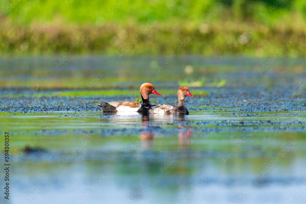Ducks playing in a beautiful swamp in Thailand
Ducks playing in a beautiful swamp in Thailand