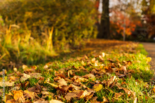 Herbst Stimmung | Blätter Laub im Gras