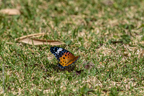 ツマグロヒョウモン