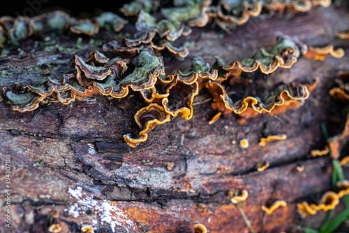 Fall Fungi.