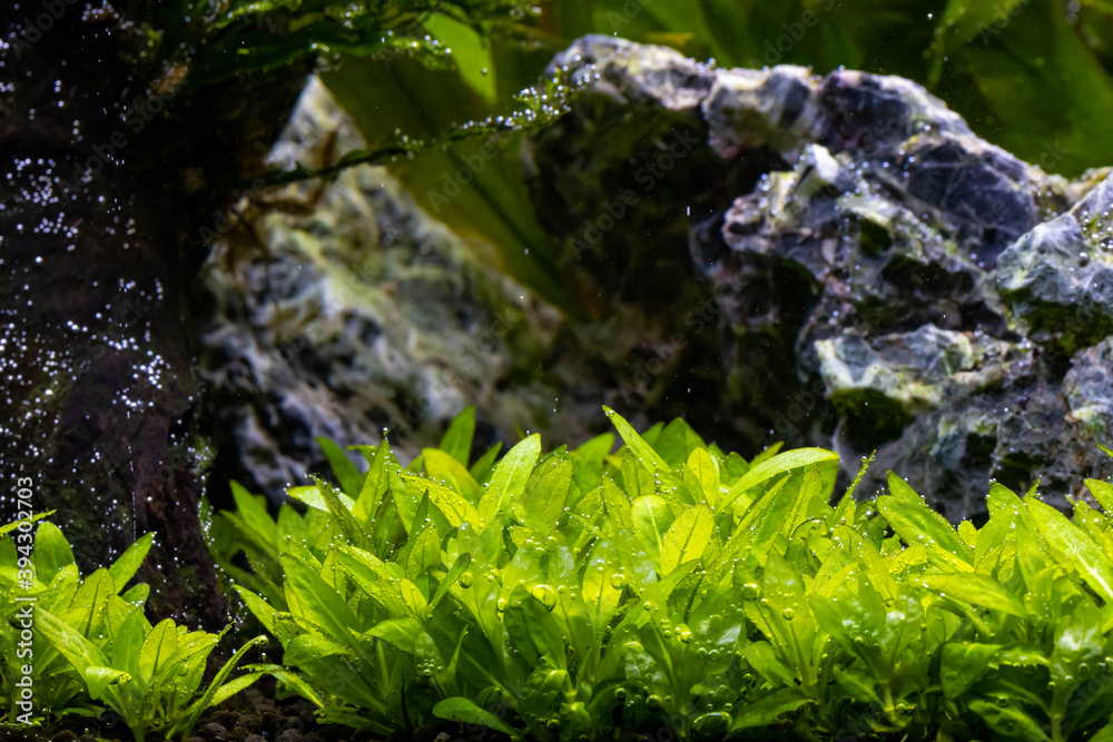 A view into a professional aquascape with live aquatic plants that are producing tiny bubbles of oxygen underwater. The production of oxygen is from the process of photosynthesis. A view into a professional aquascape with live aquatic plants that are producing tiny bubbles of oxygen underwater. The production of oxygen is from the process of photosynthesis.