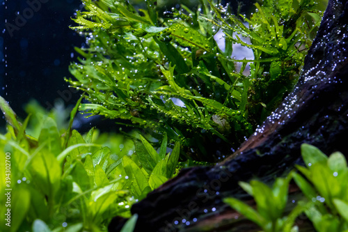 A view into a professional aquascape with live aquatic plants that are producing tiny bubbles of oxygen underwater. The production of oxygen is from the process of photosynthesis. photo