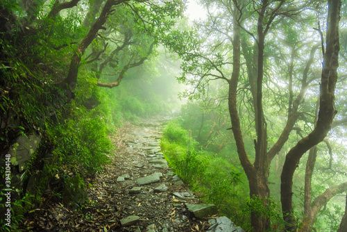 View enroute to Triund hiking trail through lush green landscape at Mcleod ganj, Dharamsala, Himachal Pradesh, India. Triund hill top offers view of himalyan peaks of Dhauladhar range.