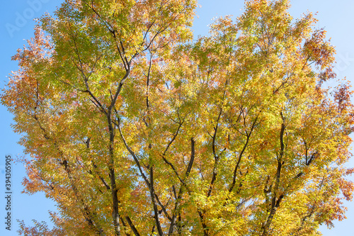 紅葉した欅の木を下から見上げた
。そして青い空。