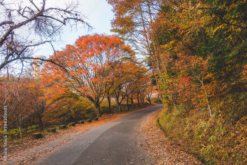 Fototapeta premium 紅葉した木々と道路