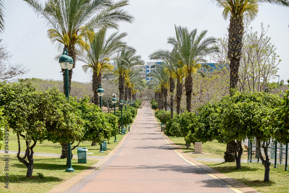 Israel. Beautiful photo of a park with palm trees and a wonderful view Israel. Beautiful photo of a park with palm trees and a wonderful view