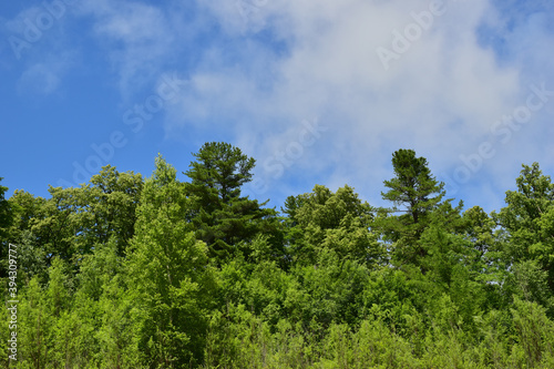 Foto Green tree tops against a blue sky.