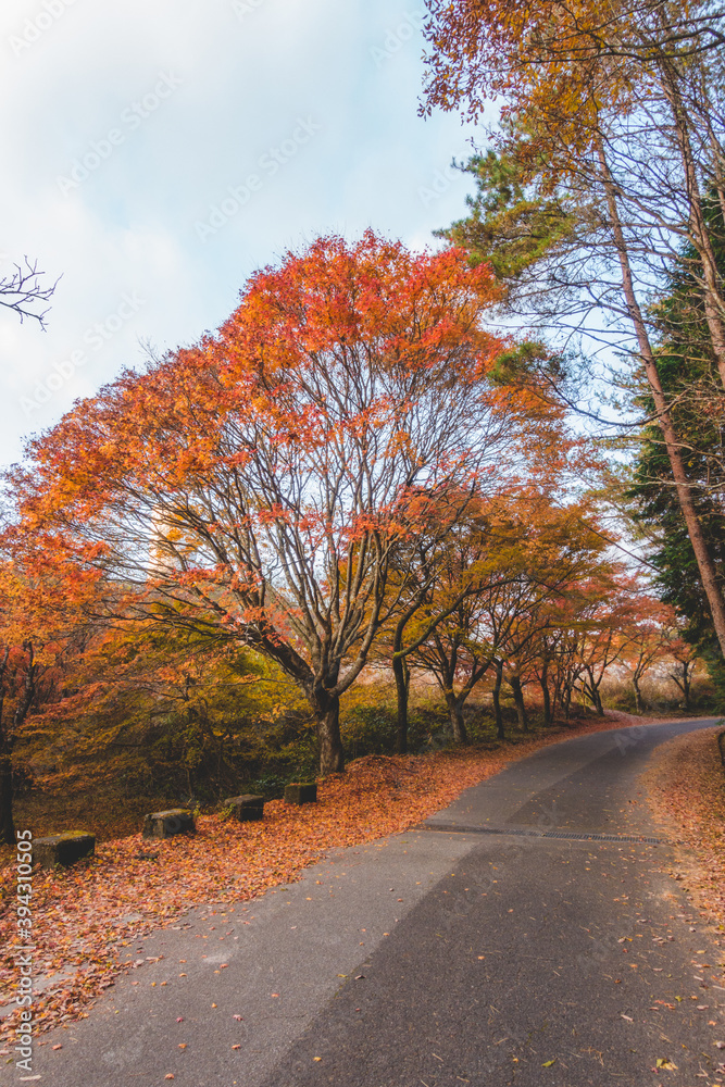 紅葉した木々と道路