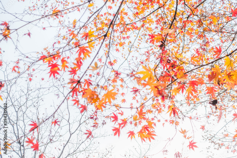日本の綺麗な紅葉の木々