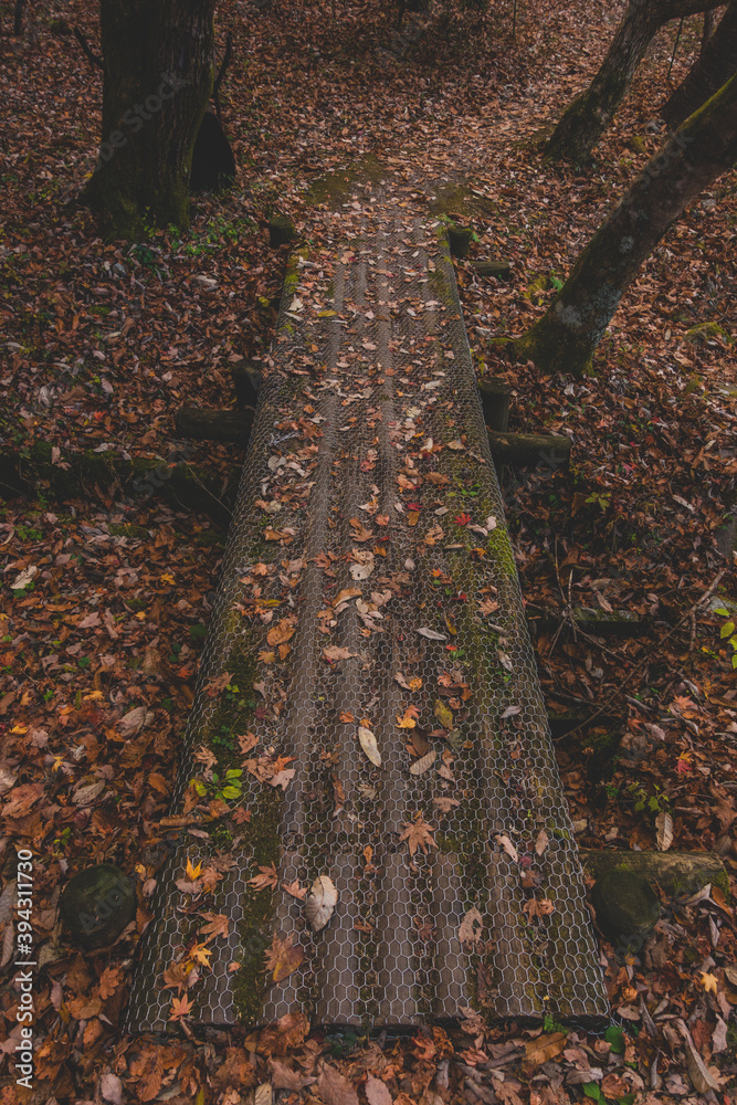 Fototapeta premium 紅葉した山にある景色