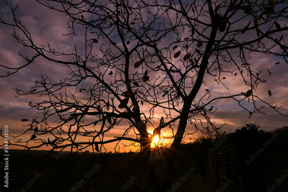 Silhouette of branch of tree at sunrise. Autumn or winter scene with dramatic sky with clouds. Silhouette of branch of tree at sunrise. Autumn or winter scene with dramatic sky with clouds.