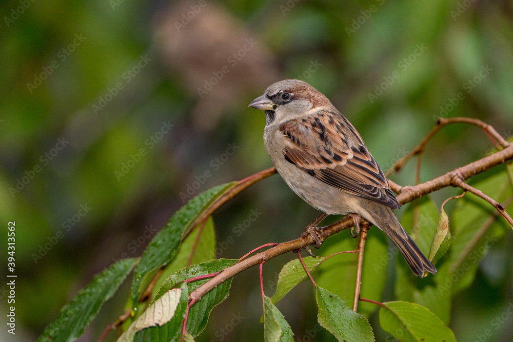Close up of Sparrow perched on a Branch Close up of Sparrow perched on a Branch
