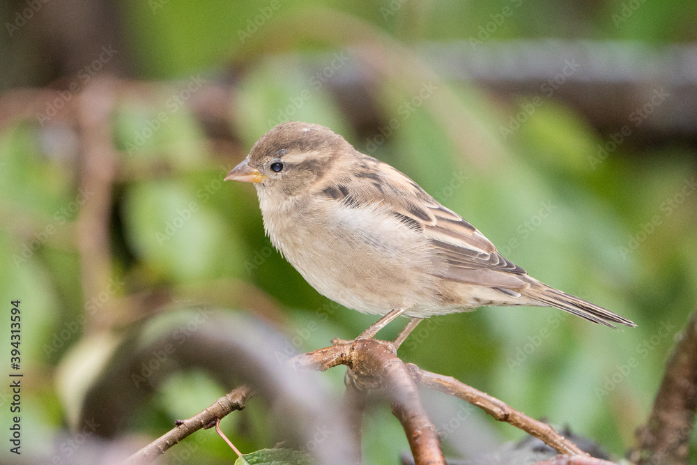 Close up of Sparrow perched on a Branch