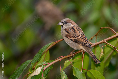 Close up of Sparrow perched on a Branch