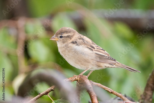 Close up of Sparrow perched on a Branch