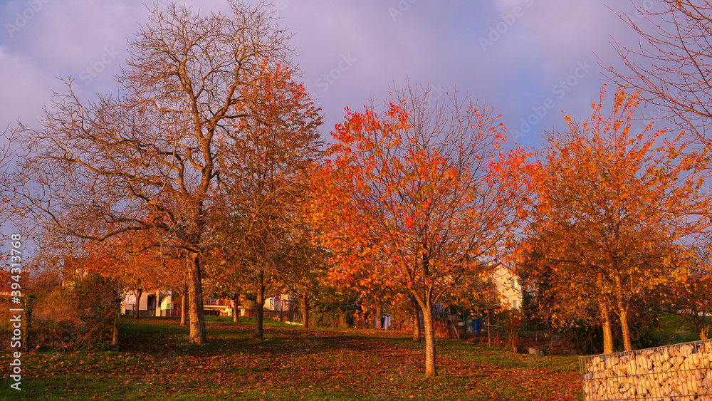 Autumn scene with orange foliage on trees. Landscape in countryside