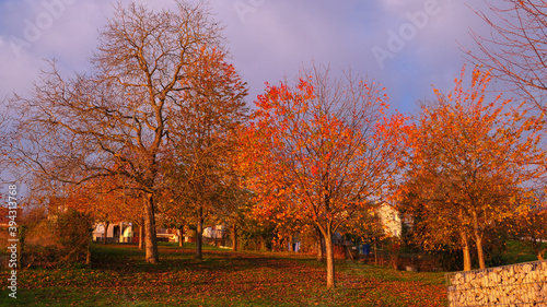 Autumn scene with orange foliage on trees. Landscape in countryside