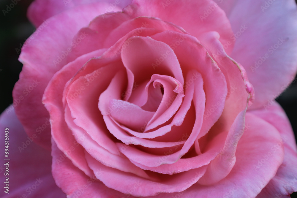 Pink Rose in Bloom