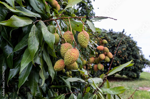 Unripe green lychee hanging from a lychee tree. Fresh green lychee fruits grow on tree in Brazil photo