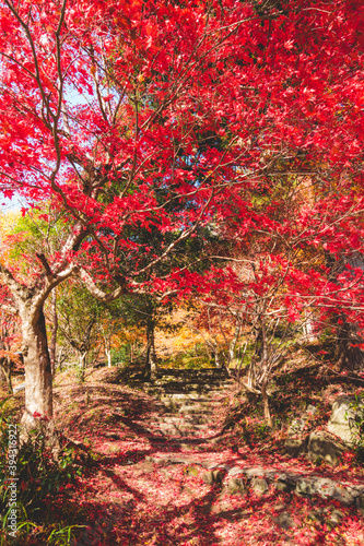 日本の綺麗な紅葉の木々