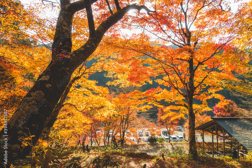 Obraz premium 日本の綺麗な紅葉の木々