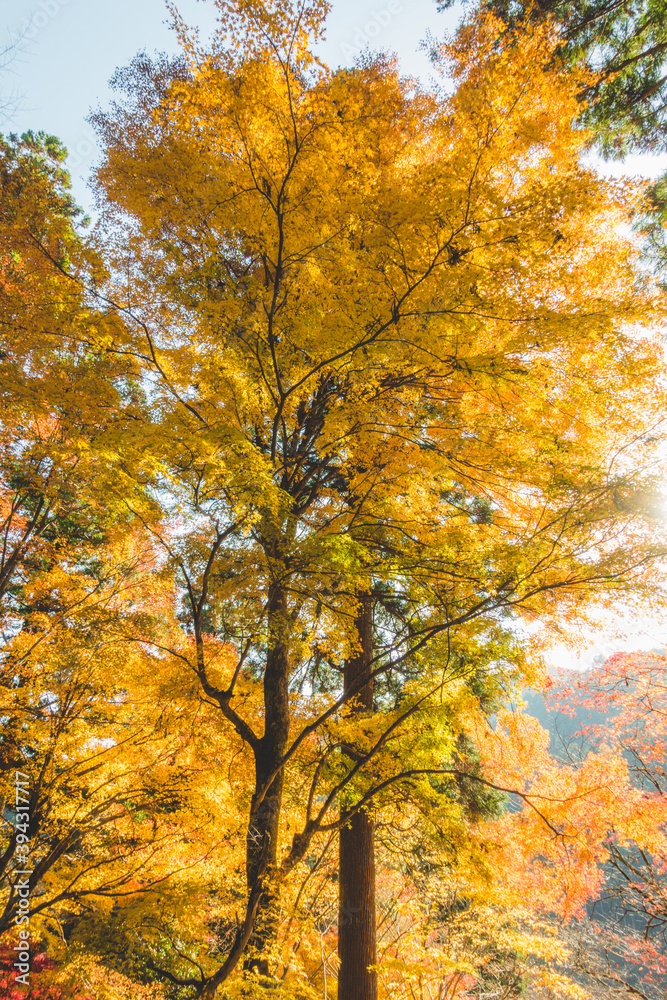 Fototapeta premium 日本の綺麗な紅葉の木々