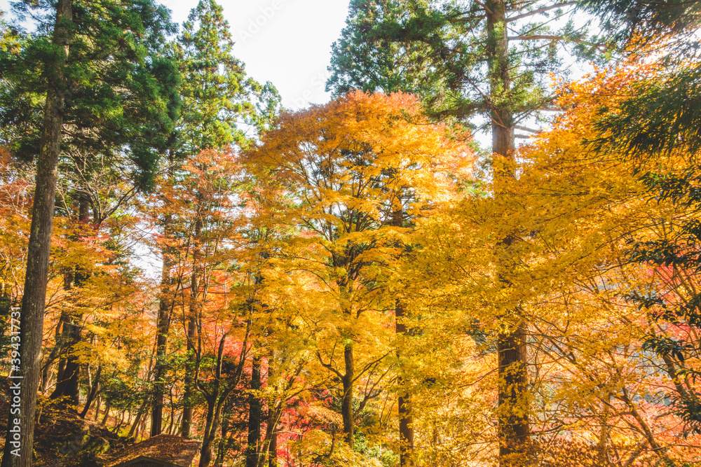 Obraz premium 日本の綺麗な紅葉の木々