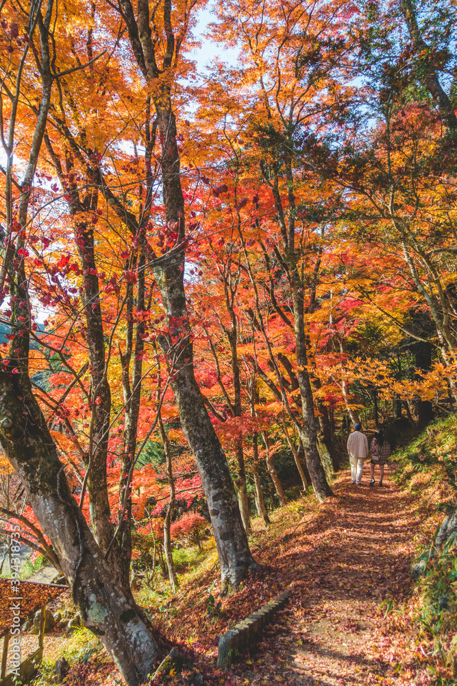 美しい日本の紅葉の木々と葉