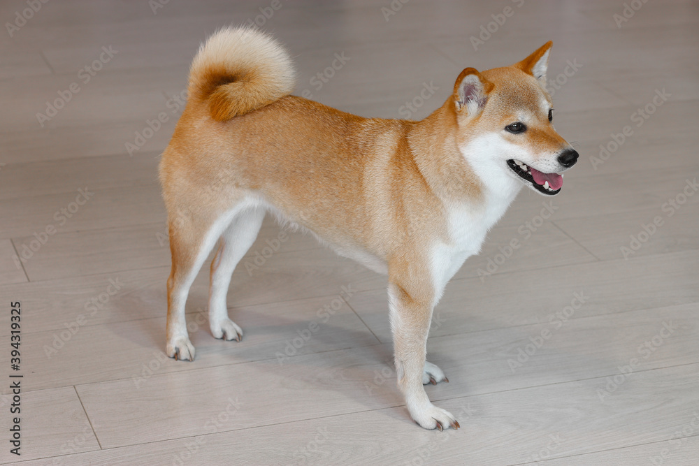 A young cute red dog Shiba Inu stands on the gray floor. Front view 