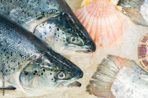 Seafood. Chilled fish on ic...